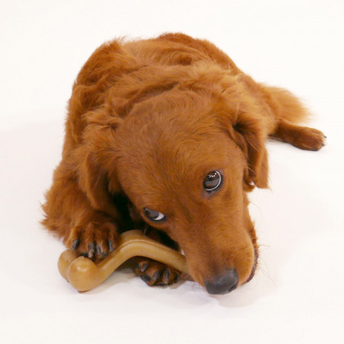 Hračky pre psy Nylabone Kurča 20 Krém zvierat